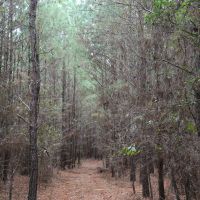 Crenshaw-Montgomery Timber Tract images 6