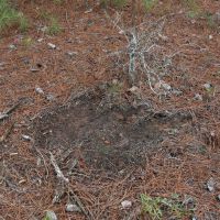 Crenshaw-Montgomery Timber Tract images 5