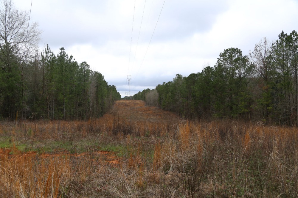 Crenshaw-Montgomery Timber Tract featured image