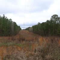 Crenshaw-Montgomery Timber Tract images 1