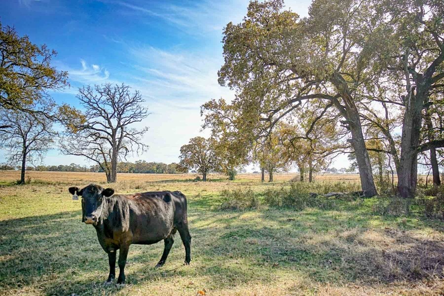 Pooles Creek Ranch featured image