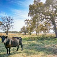 Pooles Creek Ranch
