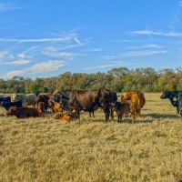Pooles Creek Ranch images 5