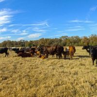 Pooles Creek Ranch images 6