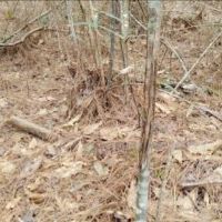 7.3 Acres in Pike County at Osyka  MS images 3