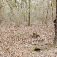 7.3 Acres in Pike County at Osyka  MS images 5