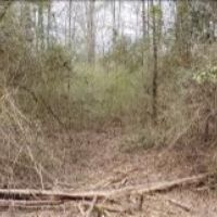 7.3 Acres in Pike County at Osyka  MS images 6