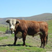 O Brien Ranch images 6