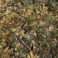 Unique Hunting and Recreational Property Iron County WI images 5