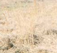 N.E. Alabama’s Premier Wing Shooting and Sporting Clay Destination