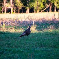 Keystone Road Wildlife Retreat images 4