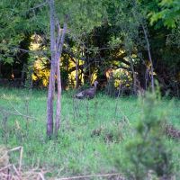 Keystone Road Wildlife Retreat images 5