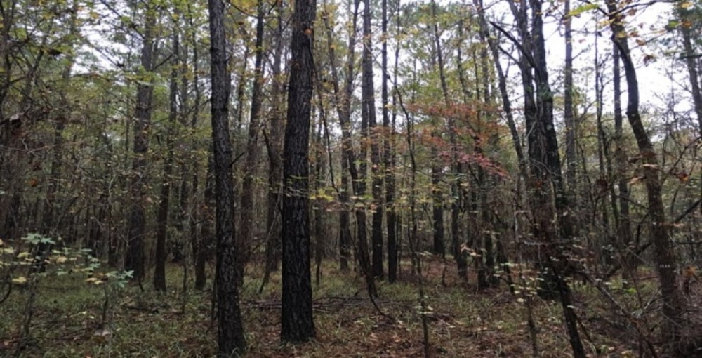 28 Acres in Holmes County on Bowling Green Road in Durant  MS featured image