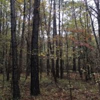 28 Acres in Holmes County on Bowling Green Road in Durant  MS