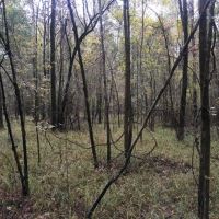 28 Acres in Holmes County on Bowling Green Road in Durant  MS images 2
