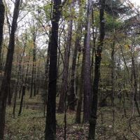 28 Acres in Holmes County on Bowling Green Road in Durant  MS images 4
