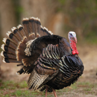 Guided Deer, Turkey, & Quail hunts on Breathtaking Preserve