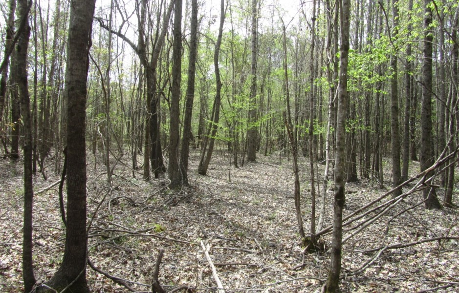 19.44 Acres in Montgomery County in French Camp  MS featured image