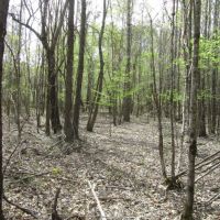 19.44 Acres in Montgomery County in French Camp  MS