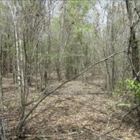 19.44 Acres in Montgomery County in French Camp  MS images 2