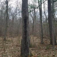 73 acres Timberland and Hunting Land in Erwin NY Scott Road images 3