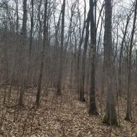 73 acres Timberland and Hunting Land in Erwin NY Scott Road images 4