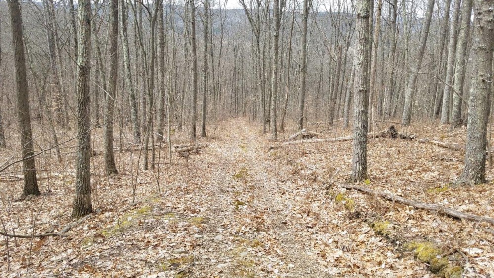 73 acres Timberland and Hunting Land in Erwin NY Scott Road featured image