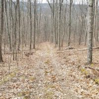 73 acres Timberland and Hunting Land in Erwin NY Scott Road