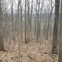73 acres Timberland and Hunting Land in Erwin NY Scott Road images 2
