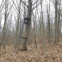 73 acres Timberland and Hunting Land in Erwin NY Scott Road images 5