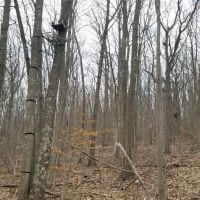 73 acres Timberland and Hunting Land in Erwin NY Scott Road images 6