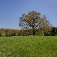 Oak Tree Farm images 2