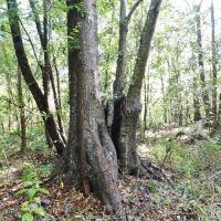 113 Acres Hunting Land for Sale Lodge  St. Francisville  LA images 5