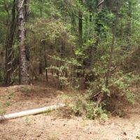 22.5 ac - Timberland for Rural Home Site images 2