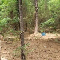 22.5 ac - Timberland for Rural Home Site images 3