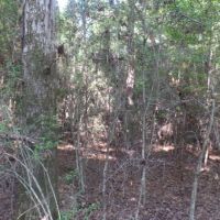 22.5 ac - Timberland for Rural Home Site images 4