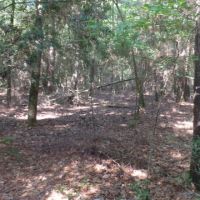 22.5 ac - Timberland for Rural Home Site images 5