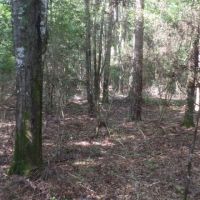22.5 ac - Timberland for Rural Home Site images 6