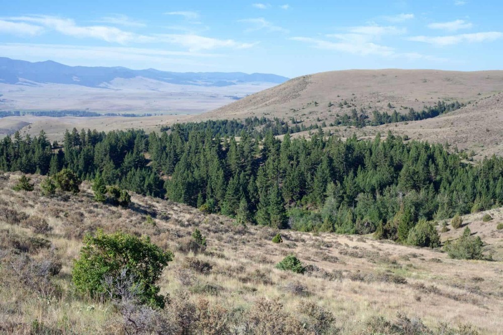 Wild Country Ranch featured image