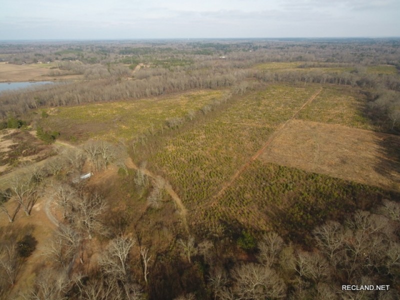186 ac - Timberland &nbsp; Hunting Tract Near Town with Home Site Potential featured image