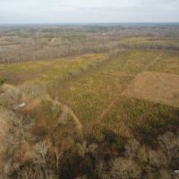 186 ac - Timberland &nbsp; Hunting Tract Near Town with Home Site Potential