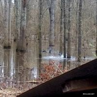 186 ac - Timberland &nbsp; Hunting Tract Near Town with Home Site Potential images 2