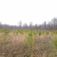 186 ac - Timberland &nbsp; Hunting Tract Near Town with Home Site Potential images 3