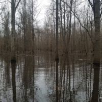 186 ac - Timberland &nbsp; Hunting Tract Near Town with Home Site Potential images 4