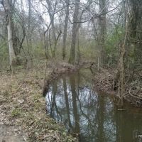 186 ac - Timberland &nbsp; Hunting Tract Near Town with Home Site Potential images 5