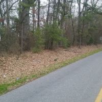 186 ac - Timberland &nbsp; Hunting Tract Near Town with Home Site Potential images 6