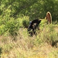 Rancho Bayou Grande images 2