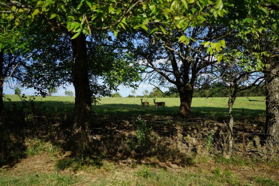 Highway 63 Cattle Ranch 520 - HL featured image