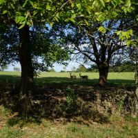 Highway 63 Cattle Ranch 520 - HL