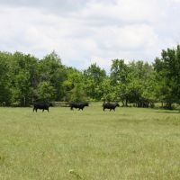 Highway 63 Cattle Ranch 520 - HL images 2